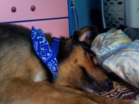 Mon chien